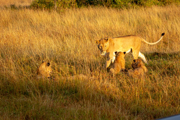 Lion Cubs Playing