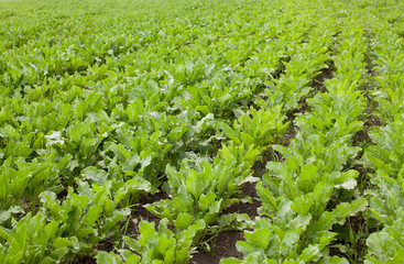 Fototapeta na wymiar Sugar beets on the field. Growing by farmer.