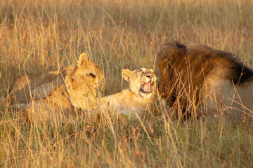 Lion Cubs Playing