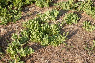The purslane in the garden. Growing herbs.
