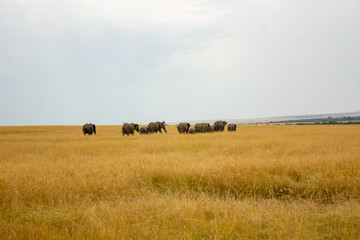 Fototapeta na wymiar Pack of Elephants