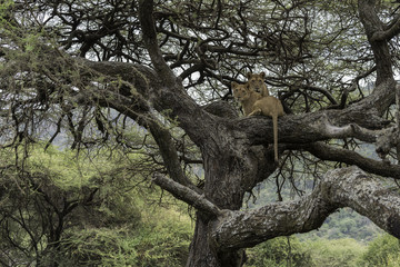 Fototapeta na wymiar Lions in tree