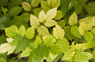 Background of yellow raspberry leaves