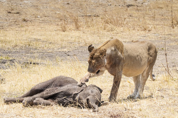 lion with killed elephant calf, picture two of two
