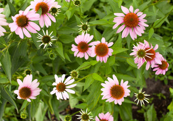 Background of pink flowers in the garden