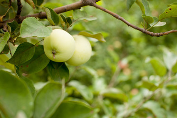 Apples on the branches in the garden. Largly.
