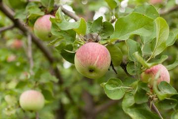 Apples on the branches in the garden. Largly.