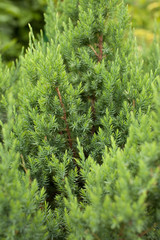 Cypress. Largly. Background image.