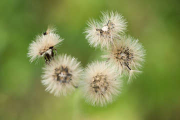 Hawkweed Seedpod Cluster