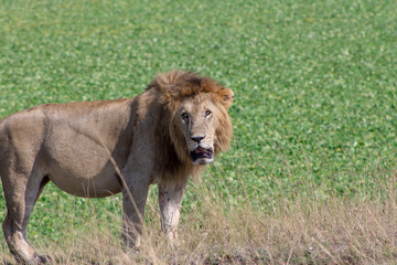 Lion