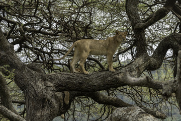 Lions in tree