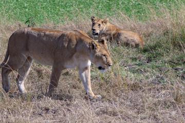 Lioness