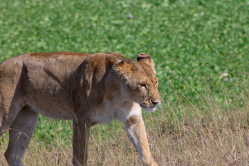 Lioness