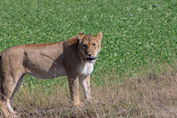 Lioness