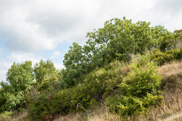 Mountain with dry grass and trees during the day