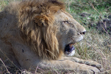 Obraz premium Lion