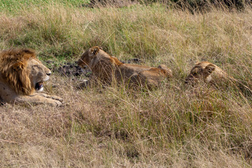 Lioness