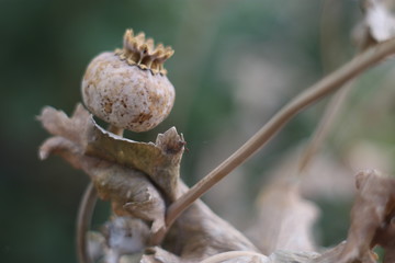 Poppy post-flowering, dried and crown-like