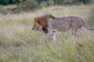Lion Walking