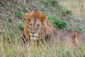Lion Resting