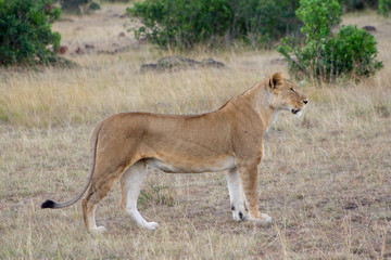 Lioness