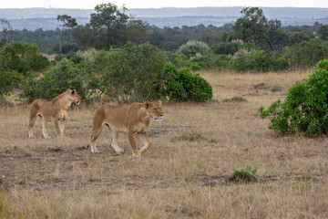 Lionesses Hunting