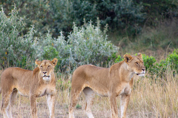 Lionesses Hunting