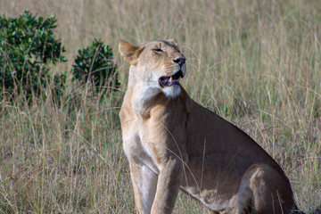 Lioness