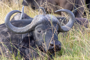 Cape Buffalo