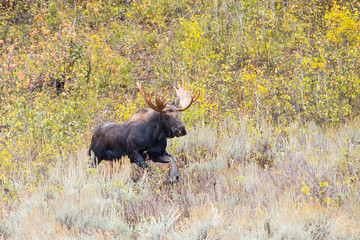 Bull Moose
