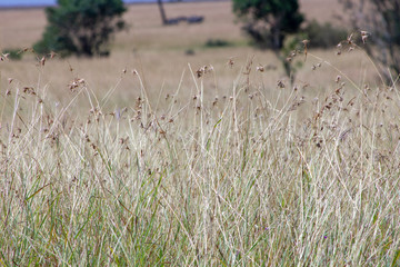 Tall Grass at Masai Mara