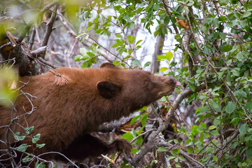Cinnamon Black Bear