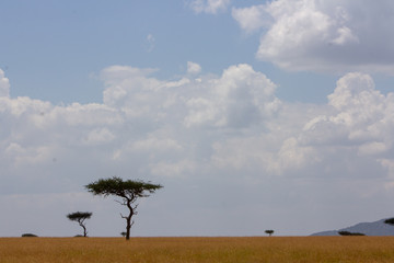 Acacia Tree Masai Mara