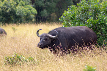Cape Buffalo Profile