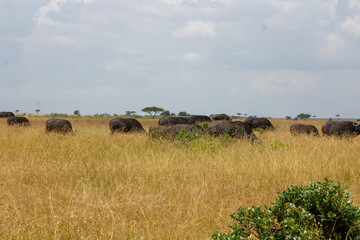 Fototapeta na wymiar Cape Buffalo Herd