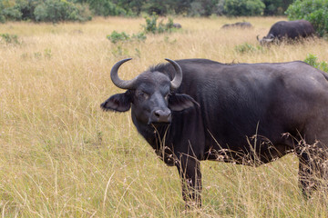 Cape Buffalo Profile