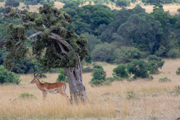 Tree and Gazelle
