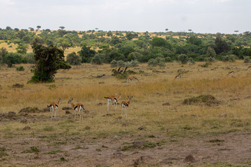 Fototapeta na wymiar Gazelles