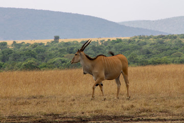 Gemsbok