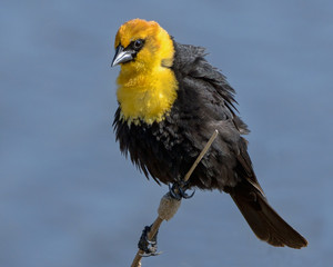 yellow headed blackbird