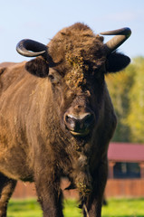 Zubr - european bison, Poland