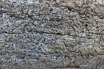 texture of the tree bark eaten by termites
