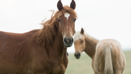 Two Horses