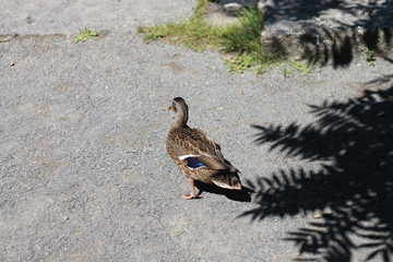 Canards