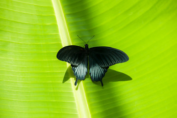 A beleza das cores e padrão de uma borboleta