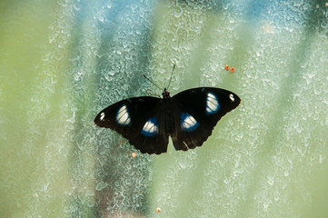 A beleza das cores e padrão de uma borboleta Hipolimnas Bolina