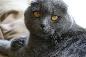 Nice eyes gray cat.