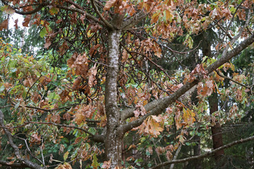 Drought in forest during summer.