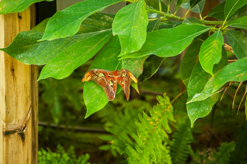 A beleza das cores e padrão de uma borboleta Attacus Atlas