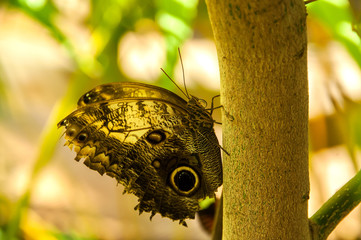 A beleza das cores e padrão de uma borboleta Caligo Eurilochus